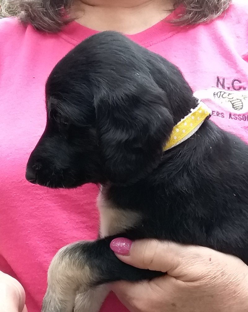 Yellow Girl 4 Weeks H.jpg - 2357 K